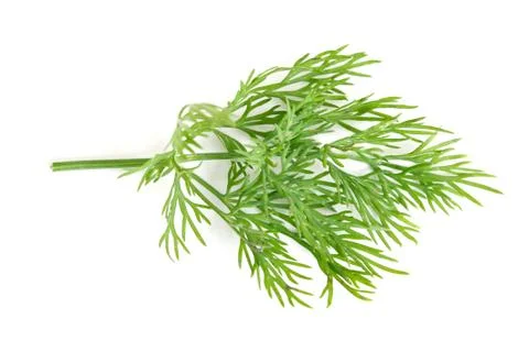 Dill Stock Photos