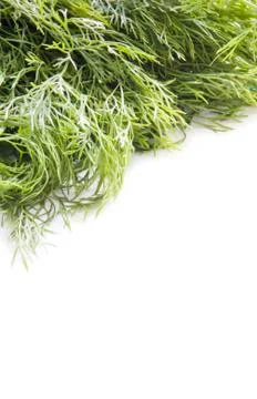 Dill Stock Photos
