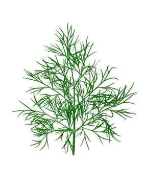 Dill. Stock Photos