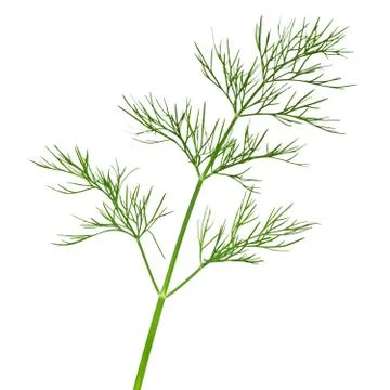Dill Stock Photos
