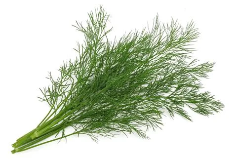 Dill Stock Photos