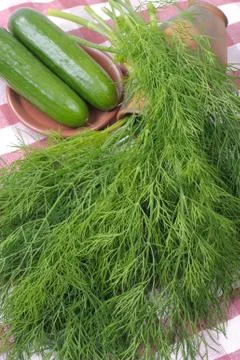 Dill Stock Photos