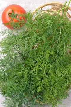 Dill Stock Photos