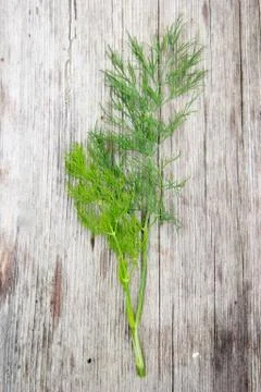 Dill Stock Photos
