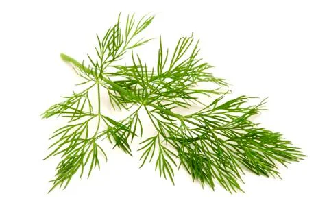 Dill Stock Photos