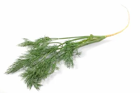 Dill Stock Photos