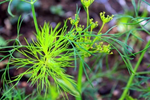 Dill Stock Photos