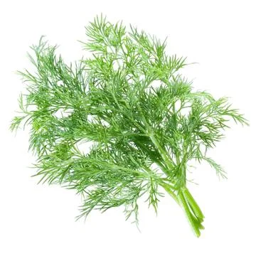 Dill. Stock Photos