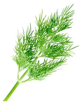 Dill. Stock Photos