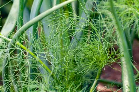 Dill Stock Photos