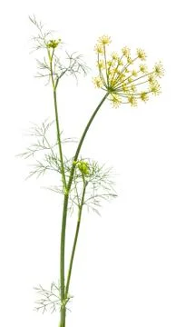 Dill Stock Photos