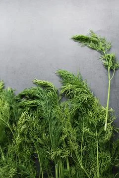 Dill Stock Photos