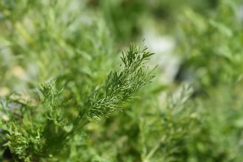 Dill Stock Photos