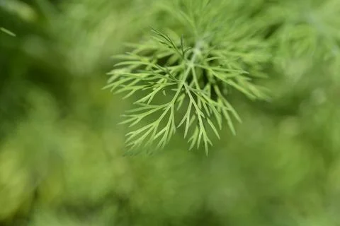 Dill Stock Photos