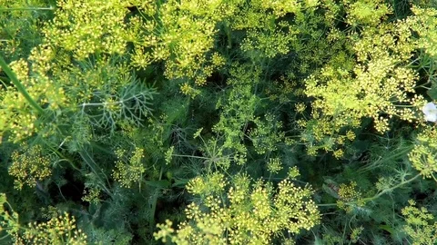 The dill plant grows Video stock 78051380