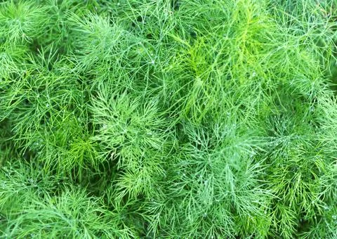 Dill plant Stock Photos