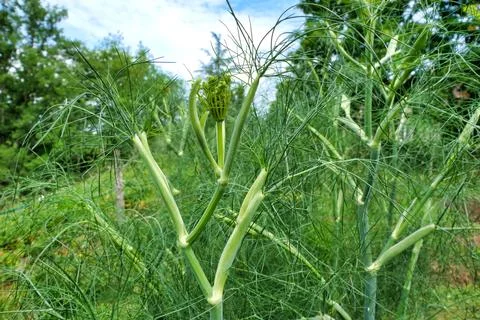 Dill Plant. Stock Photos