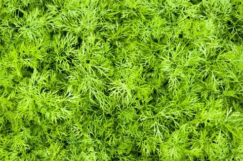 Dill Plants, Herb leaf background, Organic vegetables healthy vegetable, agri Stock Photos