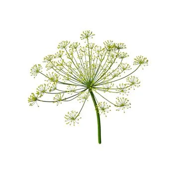 Dill rosette, close-up. Dill inflorescence. Stock Photos