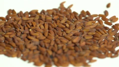 Dill Seed, Macro Shot Seed, Organic Dill Seed Stock Footage 153177956