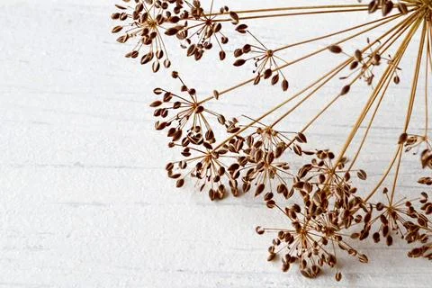 Dill seed Stock Photos