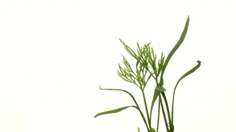 Dill SeedlingTime-lapse Stock Footage 62008188