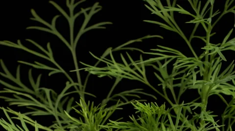 Dill SeedlingTime-lapse Video stock 62011297