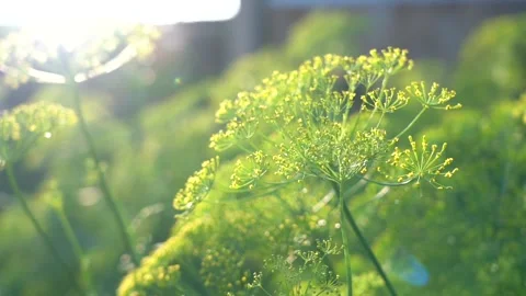Dill seeds in the back light. Beautiful nature with solar flare. Sunny evening Stock Footage 150431938
