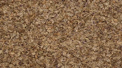 Dill seeds - background. Dill, close-up. Video stock 138581465