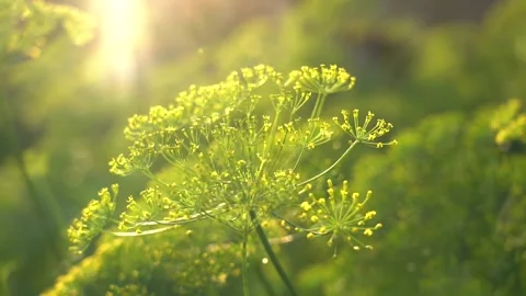 Dill seeds in the backlight. The lights of a sun. Beautiful nature with solar Stock Footage 137256343