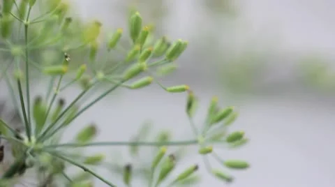 Dill Seeds Stock Footage 11145632