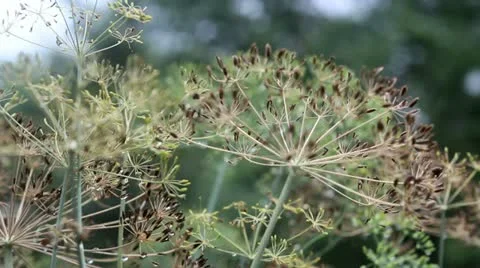 Dill Seeds Rack Focus 2 Stock Footage 11145629