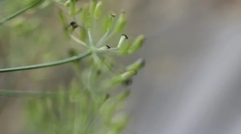 Dill Seeds Rack Focus Stock Footage 11145621