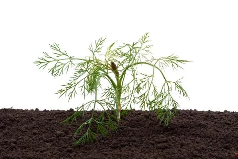 Dill in the soil Stock Photos