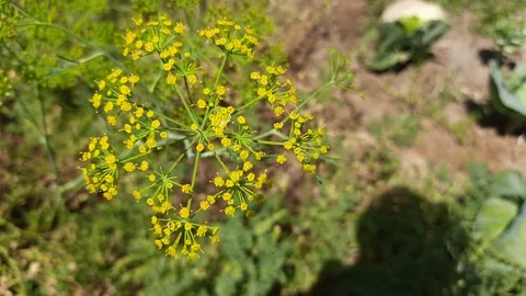 Dill (soya) flower. Stock Footage 138558902
