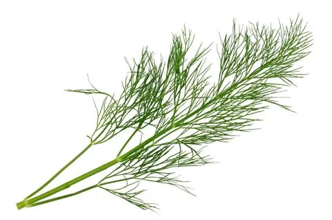 Dill sprig Stock Photos