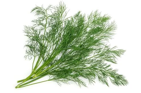 Dill sprig Stock Photos