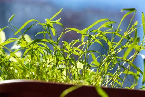 Dill sprouts in the ground Stock Photos