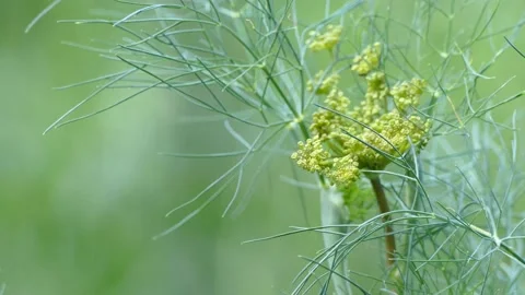 Dill stalk in the wind in the garden Stock Footage 157601801