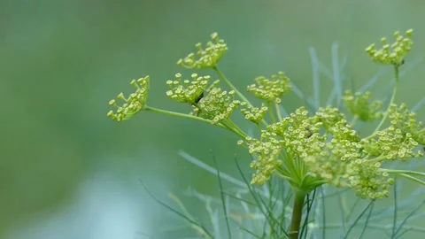 Dill stalk in the wind in the garden Stock Footage 157601933