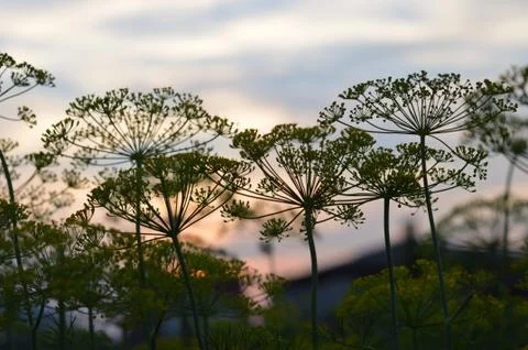 Dill at sunset Stock Photos