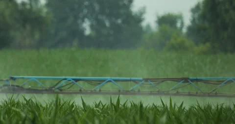 The dill tractor waters a corn field. Stock Footage 134463117