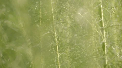 Dill tree. Stock Footage 101000157