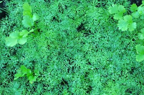 Dill trees Stock Photos