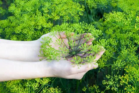 Dill umbrella in the hands.	 Stock Photos