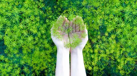 Dill umbrella in the hands. Foto stock