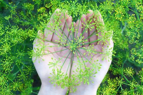 Dill umbrella in the hands. Stock Photos