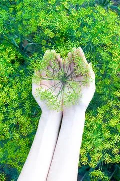 Dill umbrella in the hands.	 Stock Photos