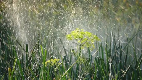 Dill umbrellas under watering in the vegetable garden. Summertime. Rural area Stockbeeldmateriaal 157658128