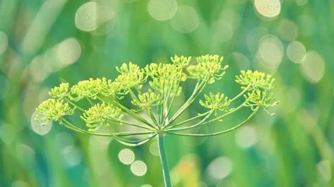 Dill umbrellas in the vegetable garden. Summertime. Rural area. Dill (Anethum Stockbeeldmateriaal 157927253